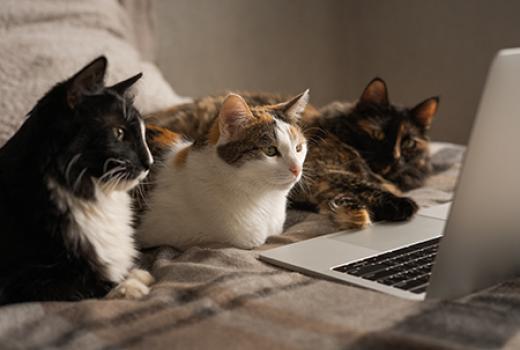 Three cats on a bed looking at a laptop screen