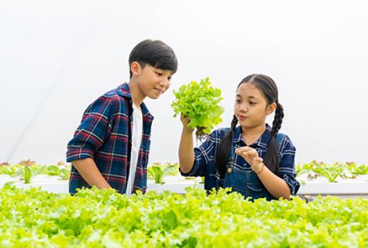 Young boy and girl growing lettuce