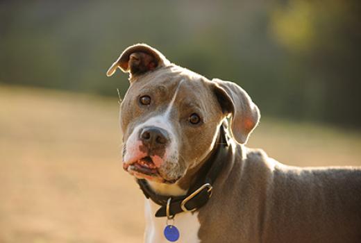 Pit bull terrier wearing collar and tag looking innocent