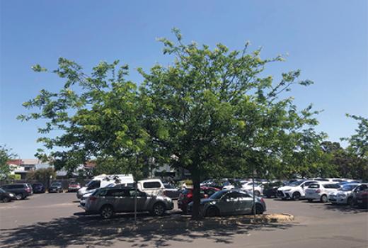 Tree with wide canopy in local car park