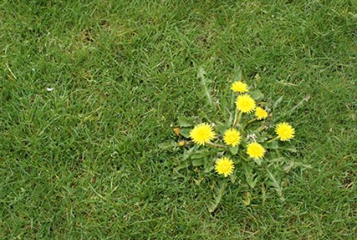 Weed with yellow flowers in green grass